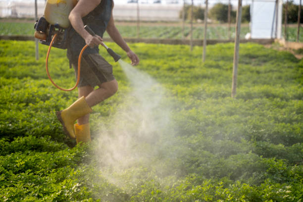 Reliable Newport, SC Pest Control Solutions