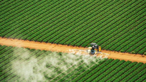 Best Pest Removal Services  in Newport, SC