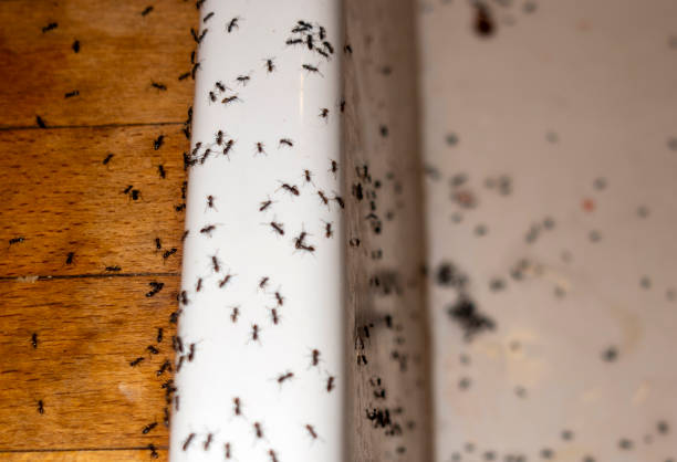 Best Mosquito Control Services  in Newport, SC