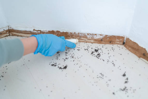 Best Termite Control Services  in Newport, SC